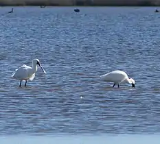 Royal spoonbills