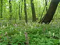 Holosiiv National Nature Park, Kyiv