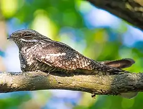 European nightjar