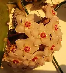 Tapinoma israele drinking nectar of Hoya carnosa