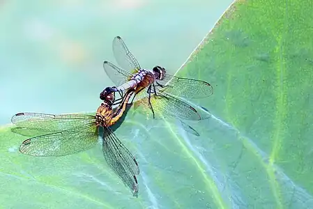 Mating