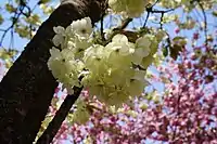 Prunus serrulata 'Grandiflora' A. Wagner (Ukon) with rare yellow flowers developed in the Edo period of Japan. One of the cultivars selected for the British Award of Garden Merit.