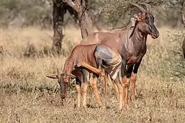 A pair of topi