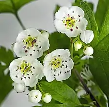 Crataegus monogyna