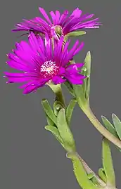 Flower and leaves