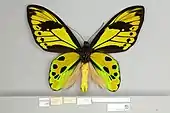 Ornithoptera tithonus tithonus, male ventral view