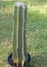 Cereus repandus cutting