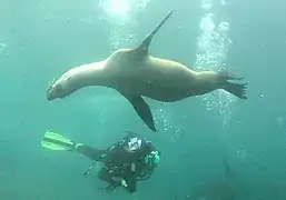 Diver and juvenile sea lion, Anacapa Island