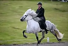 A light colored horse with a dark mane and tail being ridden along a path with a fence, buildings and other horses in the background