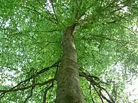 American beech, Fagus grandifolia, Gadsden Co., Florida.