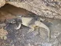 Common chuckwalla, Sauromalus ater in Palm Canyon, near Palm Springs