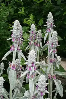 Lamb's ear