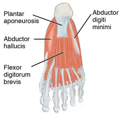 The bottom-most or first layer of muscles in the human foot include the flexor digitorum brevis.