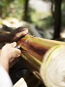 3. The tuxy, the outer layer of the leaf sheath contains primary fibres is separated from the inner layers.