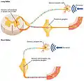 Reflexes may also occur without engaging more than one neuron of the CNS as in the below example of a short reflex.