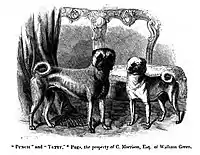 Engraving of the pugs "Punch and Tetty" from the 1859 book "The Dog in Health and Disease"