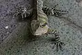 Eastern water dragon at Brisbane Botanic Gardens