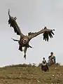 Vulture in flight during a sky burial