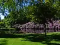 Rhododendron and lake in Brunnspark