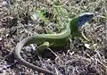 European green lizard