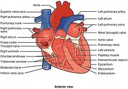 Frontal section of the human heart