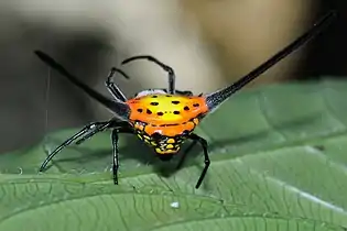 G. dalyiKarnataka, India