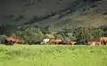 Cattle in Glen Lyon