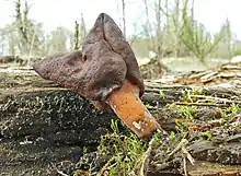 Gyromitra ambigua growing on Sauvie Island, Oregon