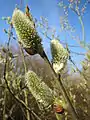 Grey willow or common sallow catkins