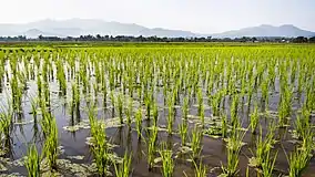 View towards the mountains west of Phrao, across the rice fields of Wiang subdistrict