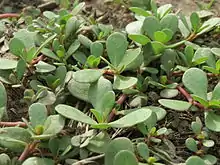 Prostrate plant with shiny, fleshy leaves