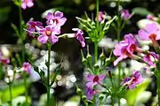 Primula japonica