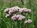 Common valerian