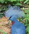 Victoria crowned pigeon