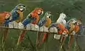 Parrots