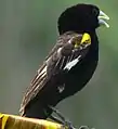 Fauna in Lobata District, São Tomé