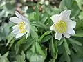 Wood anemone