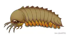 Image 23Reconstruction of Mollisonia plenovenatrix, the oldest known arthropod with confirmed chelicerae (from Chelicerata)