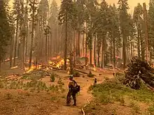 Foreground: a yellow-clad firefighter by a hose line. Background: Two more firefighters in front of small flames on the ground, beneath sequoia canopies and a smoky orange sky.