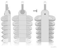 Mieridduryn is a dinocaridid panarthropod from the Middle Ordovician that shares traits with both opabiniids and radiodonts