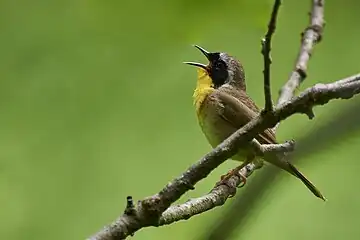 Common Yellowthroat near Bluebird Trail