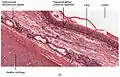 Second cross-section of pseudostratified columnar epithelium