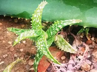 In cultivation in Kew Gardens, London