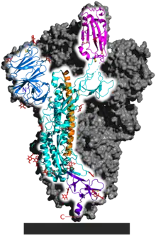 SARS‑CoV‑2 spike homotrimer focusing upon one protein subunit with an ACE2 binding domain highlighted