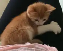 A white and red kitten with six toes on the paw visible.