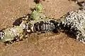 Marine Chiton, Chabahar Free Zone, Iran