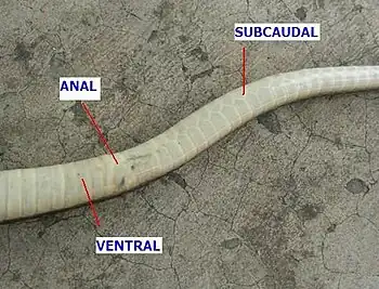 The tail of a dead snake on the ground lying inverted to show the scales on the underside. It should be noted that the cloacal plate is incorrectly labeled as "anal".