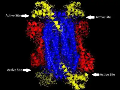 Adenylosuccinate lyase