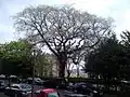 Narrow-leaved Ulmus × hollandica cultivar ('Viminalis'), Buckingham Terrace, Edinburgh; spring