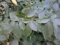 Smooth-leaved elm foliage, October